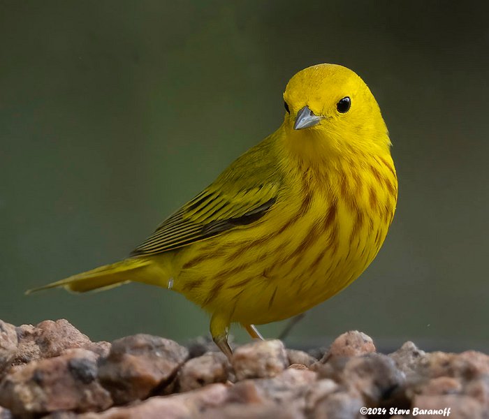 _B248249 yellow warbler.jpg